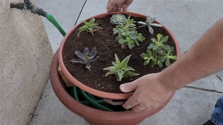 Hands putting succulents on planter base on top of pot