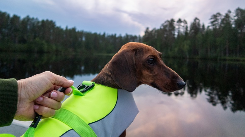 dog in boat with life jacket