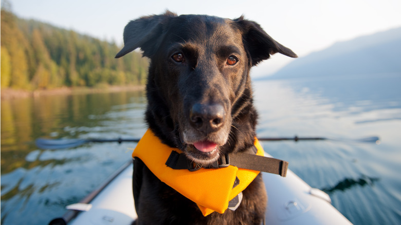 Dog on kayak with life jacket on