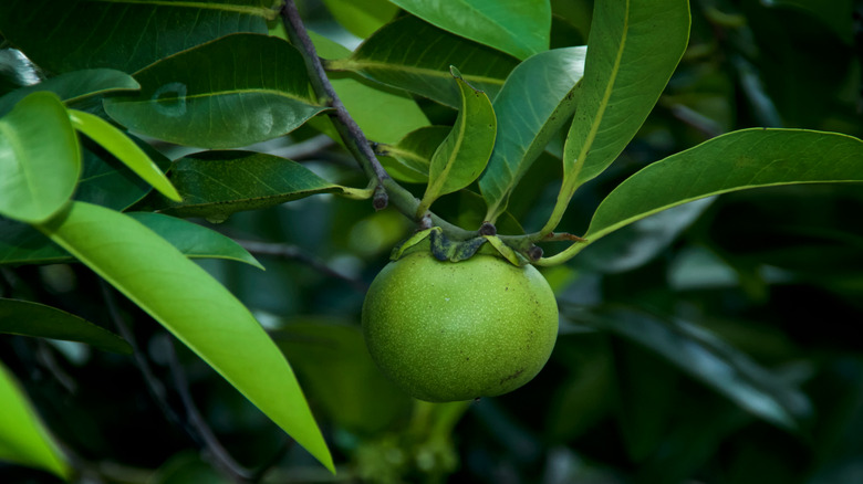 leaves, fruit, and bark of the manchineel