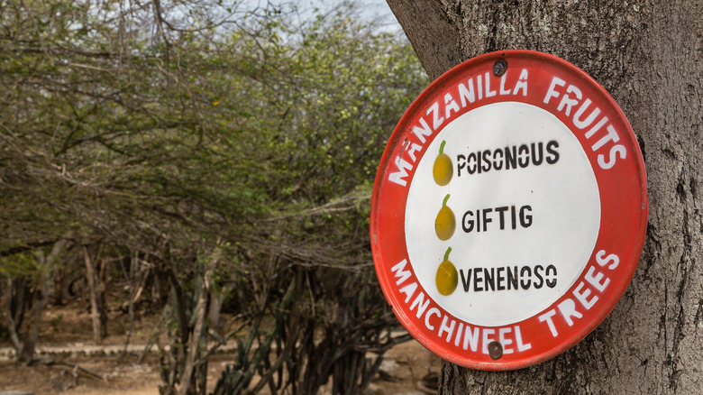 sign warning about manchineels