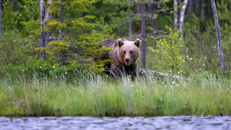 Bear in woods