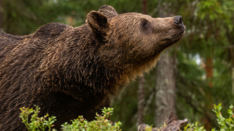 Bear sniffing in woods