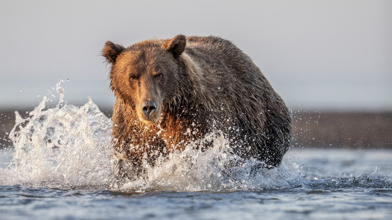 Startled grizzly in water