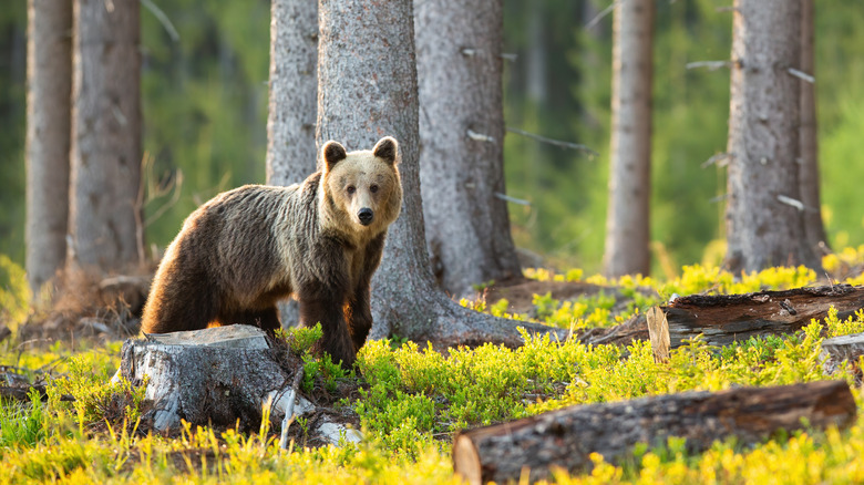 Brown bear in forest