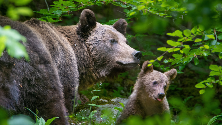 Bear and cub looking on in woods