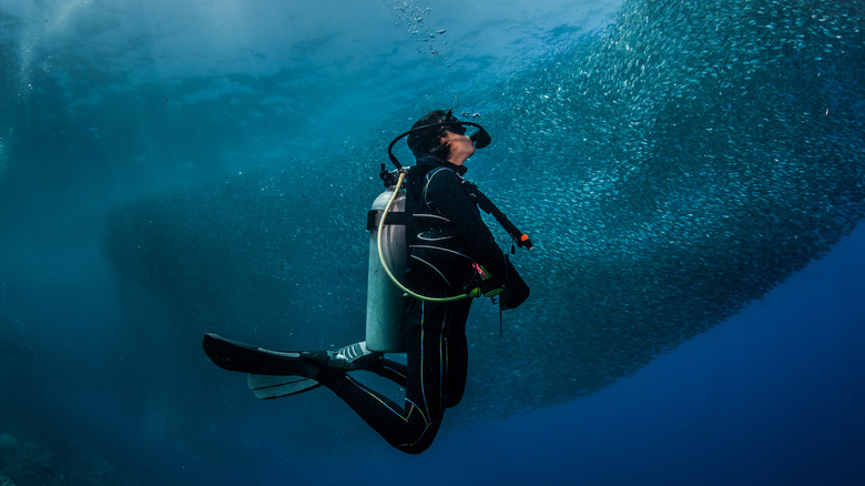 Diver surrounded by school of sardines