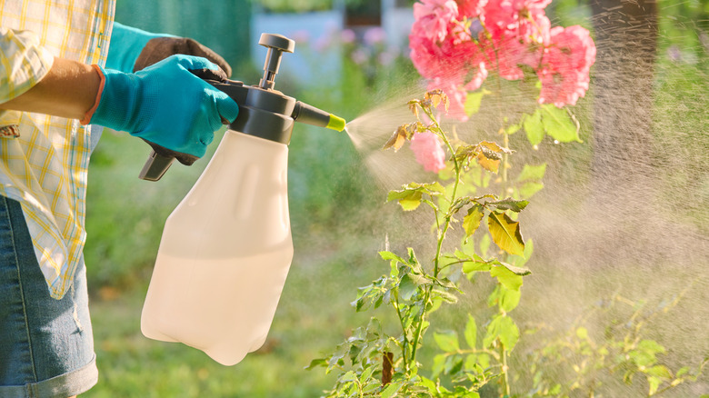 Gardener spraying pesticide on roses