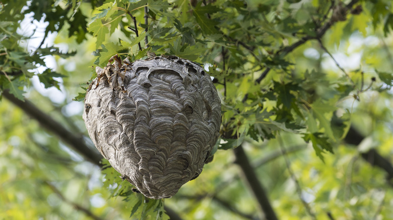 Wasp nest in a tree