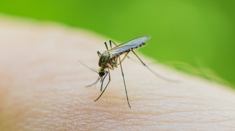 mosquito biting skin