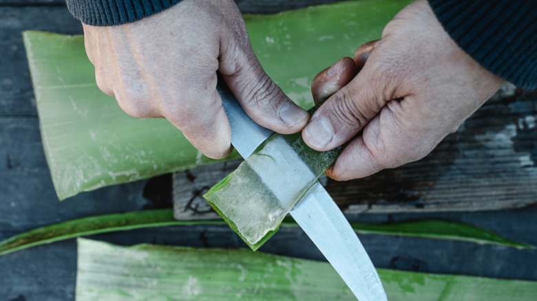 Person extracting aloe with knife
