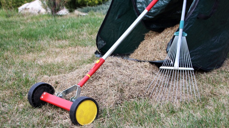 A rake and a push dethatcher tool alongside thatch material on lawn