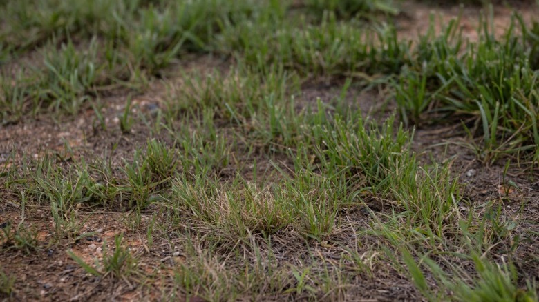 A close up of patchy and brown turfgrass.