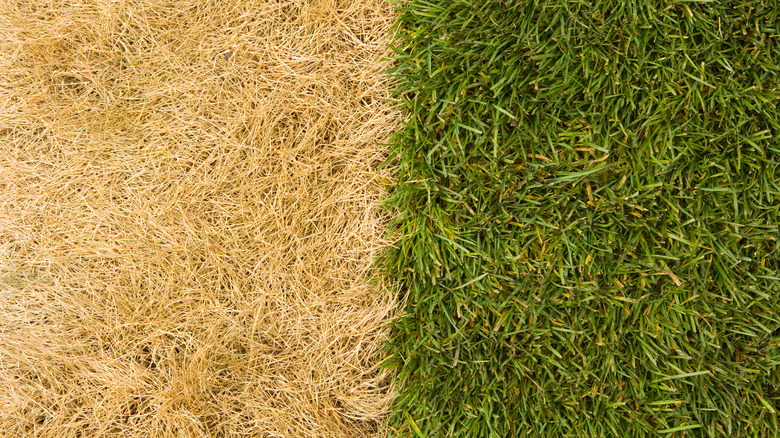 Side-by-side of brown grass with green grass