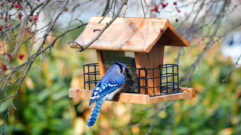 Blue jay resting on feeder