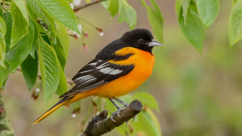 Baltimore oriole perched on branch