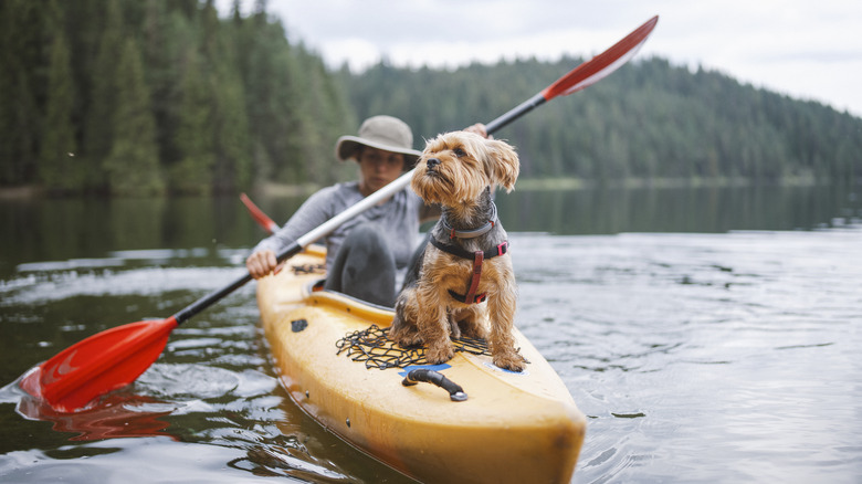 Dog and person kayaking
