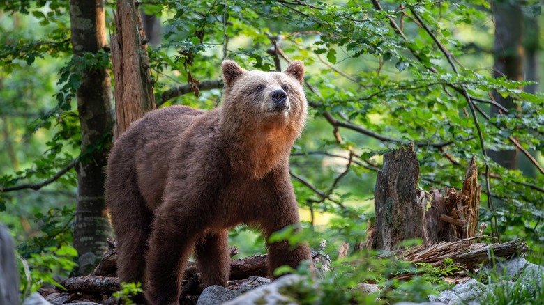 bear sniffing the air