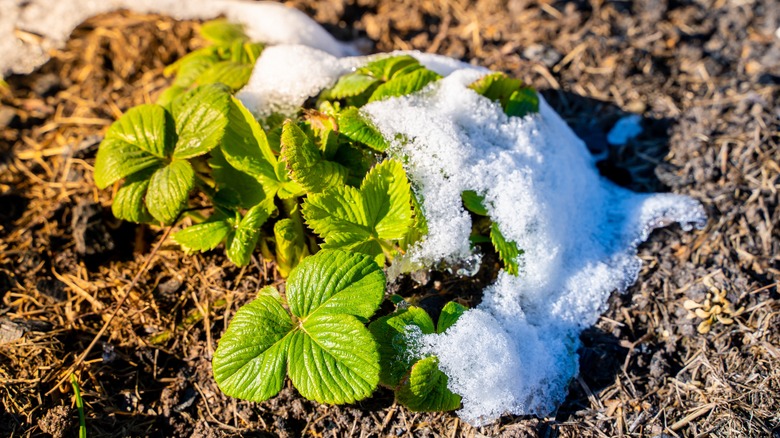 A strawberry bush waking up after winter snow melts