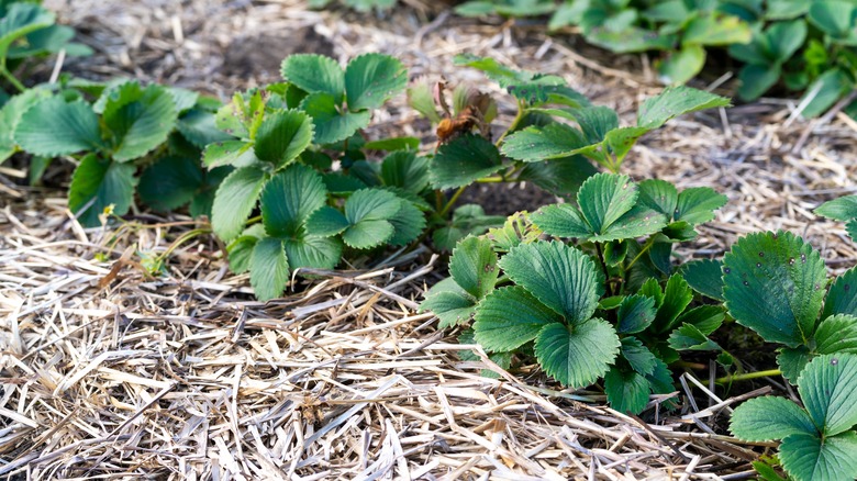 Strawberries covered in straw mulch