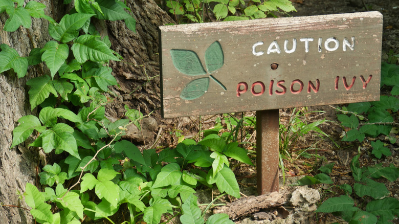 Poison ivy growing next to warning sign