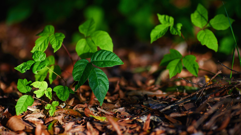 Poison ivy on forest floor