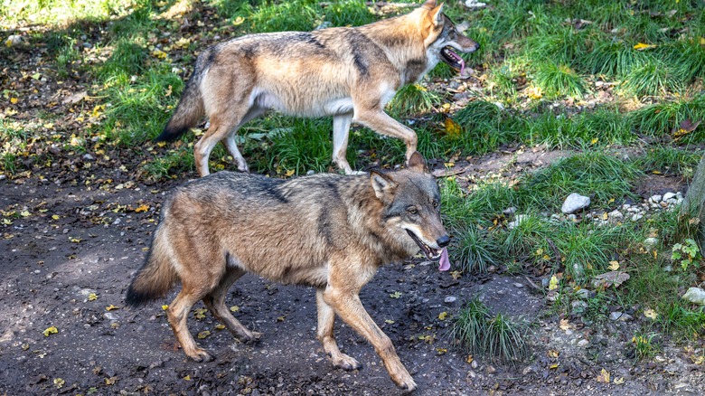 grey wolves in yard