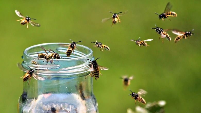 Wasps around a honey jar 