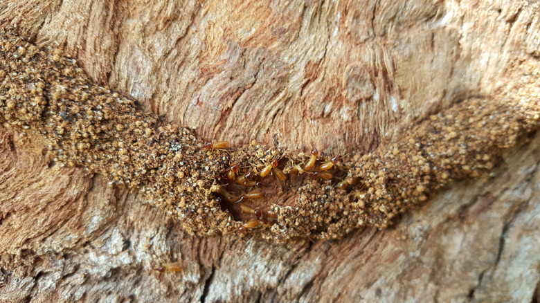 Army of termites on wood