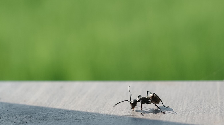 Ant on the walk way