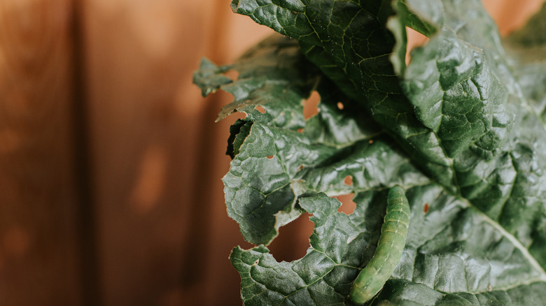 Caterpillar chewing holes in a leaf