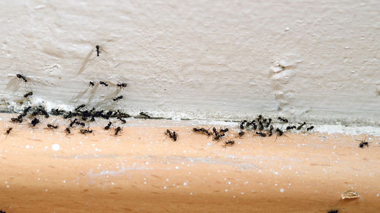 Ants in home