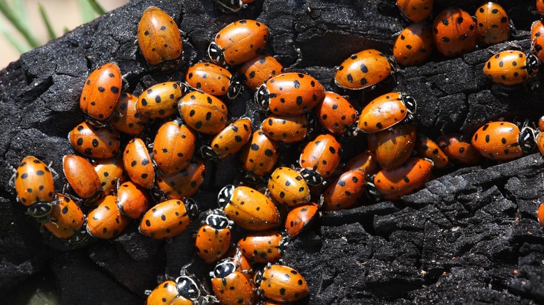 Swarm of ladybugs on a log