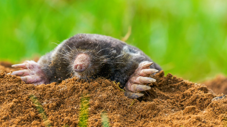 Small mole coming up from underground