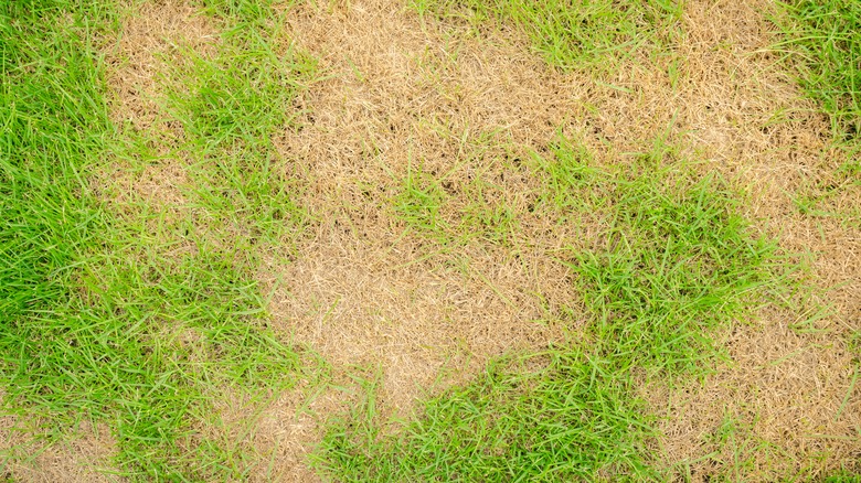 Patchy lawn with dead grass