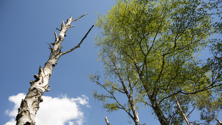 Dead tree next to healthy trees