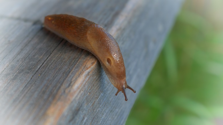 Slug on wood surface