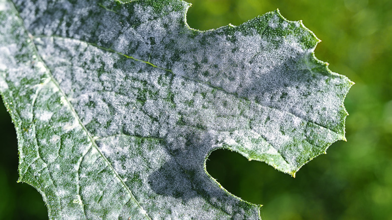 Powdery mildew on a leaf