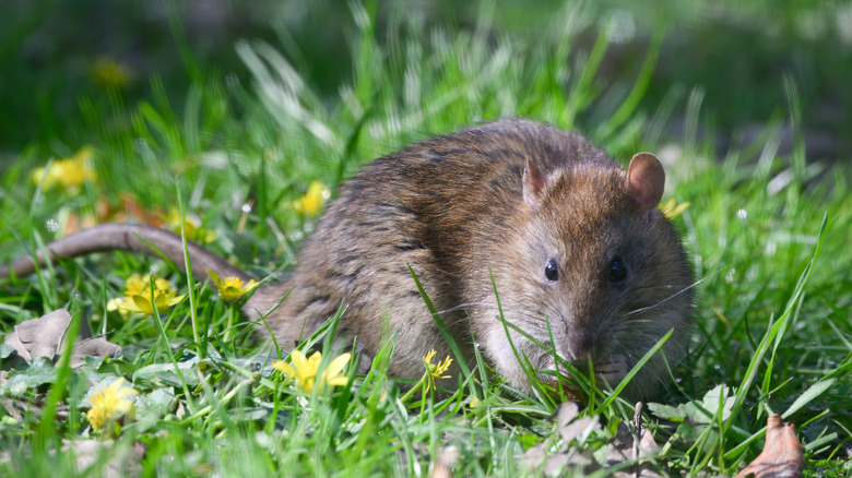 Rat in the grass