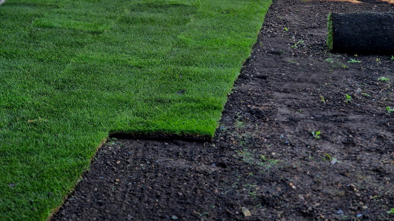 Sod being planted and rolled over a new lawn