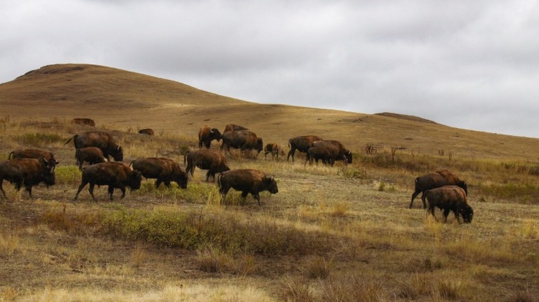 A herd of bison grazing along the rolling hills of the CSKT (formerly National) Bison Range