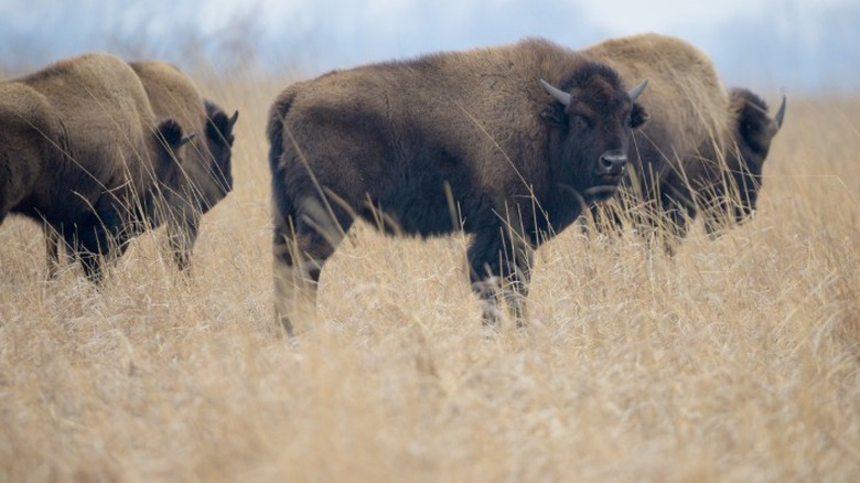 Several bison standing in the tall prairie grass at Kankakee Sands