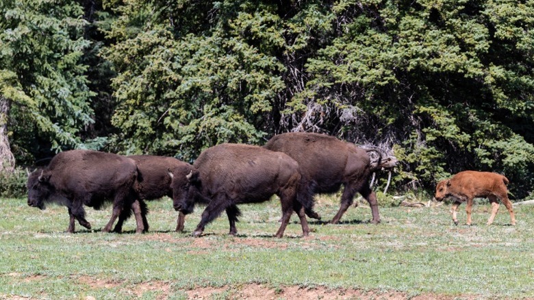 A group of bison walking in front of thick trees on the North Rim of the Grand Canyon National Park