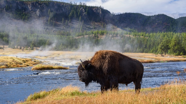 A bison stands near a geothermal spring in Yellowstone National Park