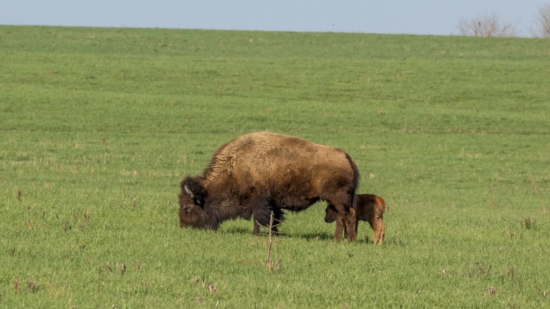 A bison and her calf grazing on the Midewin National Tallgrass Prairie