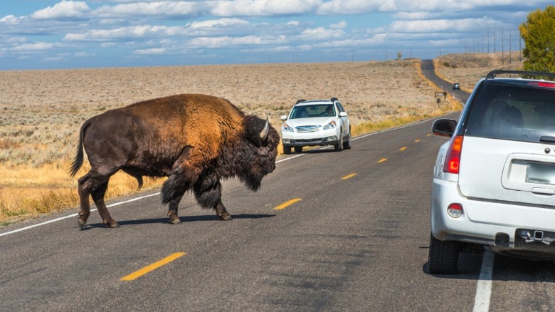 A bison walks across a road in Yellowstone National Park