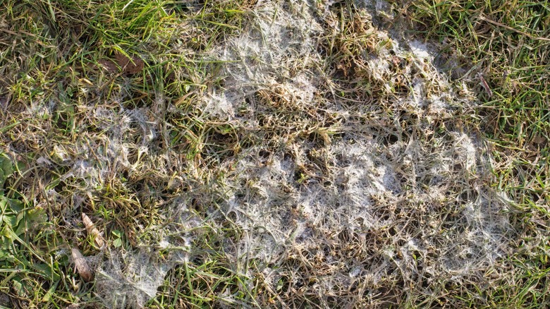 Mold in grass