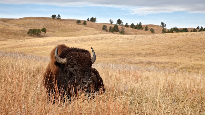 Bison in Custer State Park, South Dakota