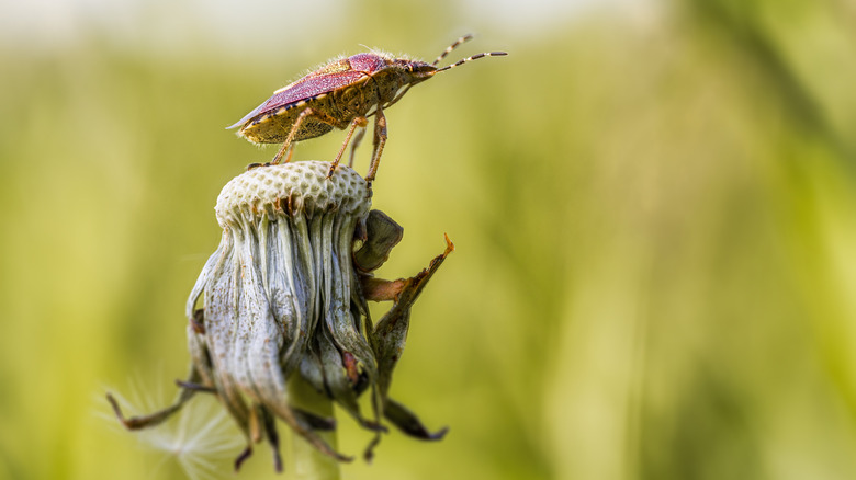 Stinkbug on dead flower
