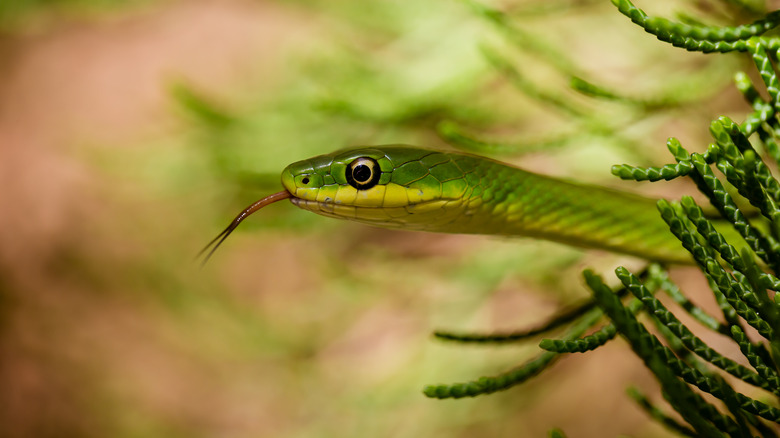 Green snake in plants 